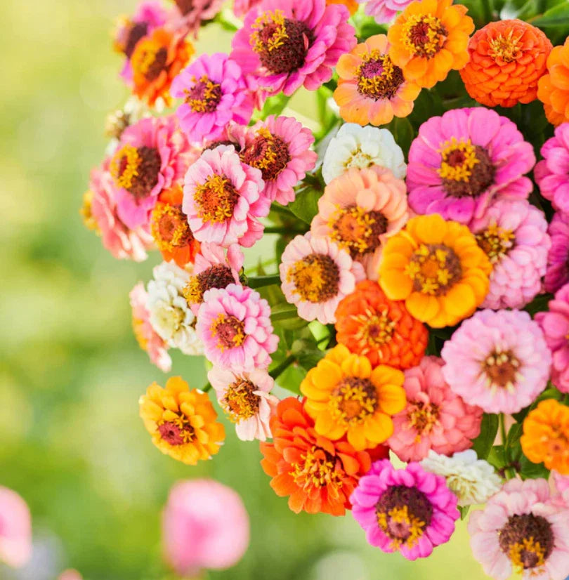 Zinnia Seeds Pack - Button Box Mix - Petite Dwarf Short - Non-GMO - 500 Seeds - Zinnia elegans