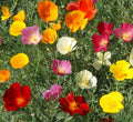 California Poppy Seeds Mix - Non-GMO Wildflower Blend for Bees - 1000 Seeds - Eschscholzia californica