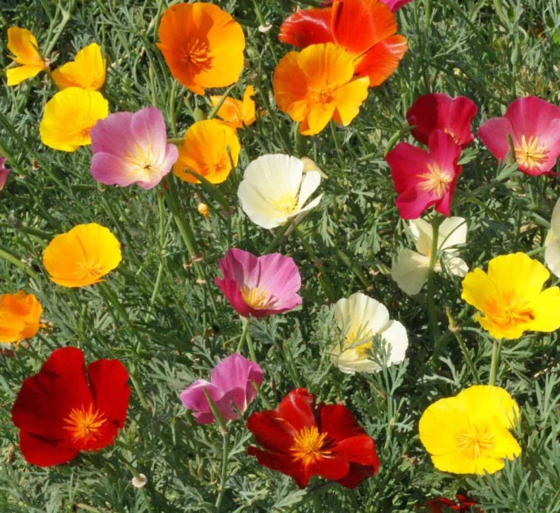 California Poppy Seeds Mix - Non-GMO Wildflower Blend for Bees - 1000 Seeds - Eschscholzia californica