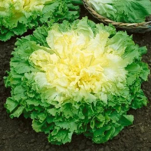Broadleaf Batavian Endive Seeds - 2000 Non-GMO Heirloom Seeds - Escarole for Home Gardening