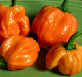 Orange Scotch Bonnet Pepper Seeds - 20+ Hot Caribbean Variety - Capsicum chinense - Vegetable Garden Seeds