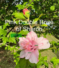 Fresh Cuttings - Pink Double Rose of Sharon - Hibiscus syriacus - 5 Pieces