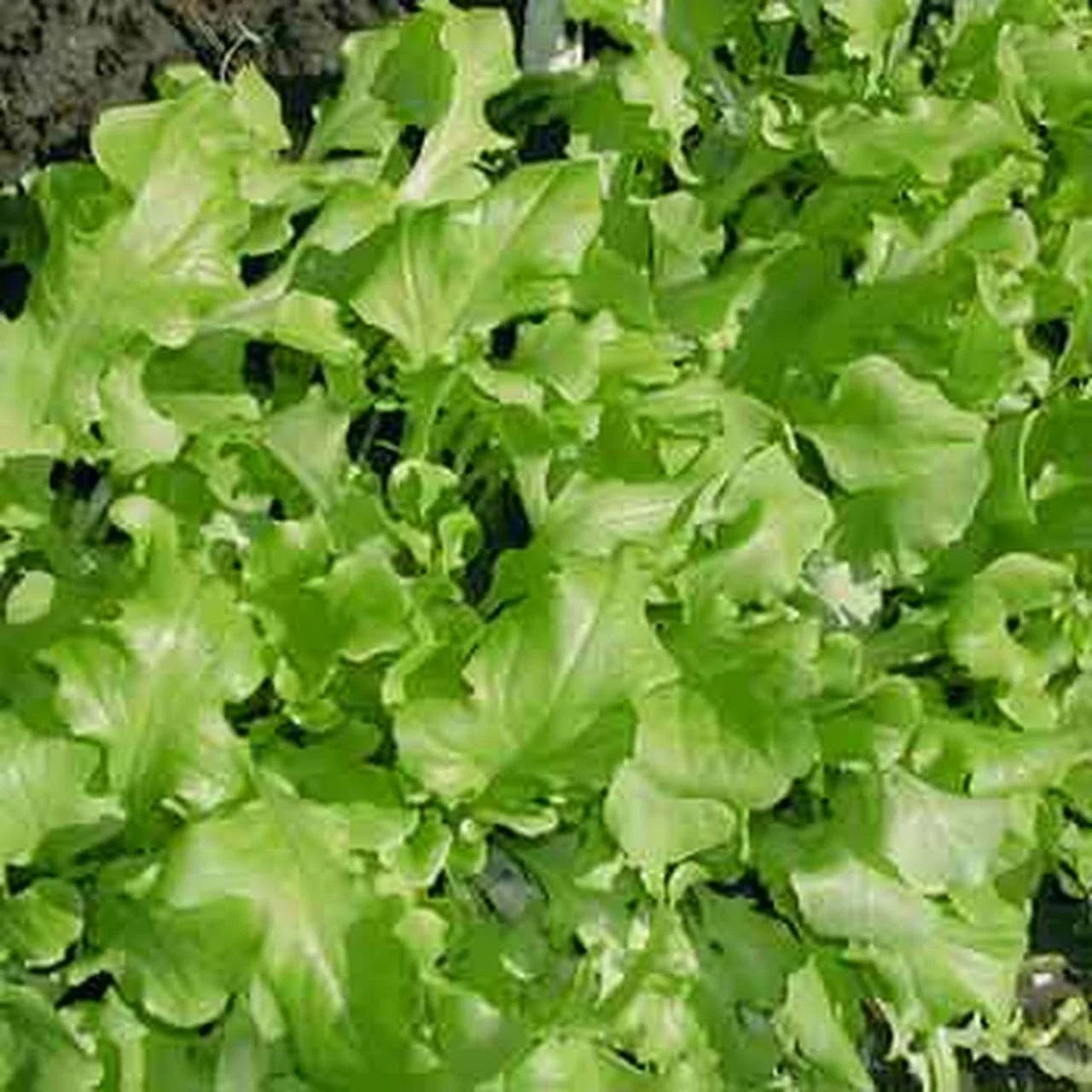 Green Salad Bowl Lettuce Seeds - NON-GMO Cutting Variety - Organic Leaf Lettuce (Lactuca sativa)