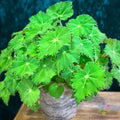 Green Begonia Seeds - 25+ Pack for Garden Planting - USA - Free Shipping (Begonia spp.)