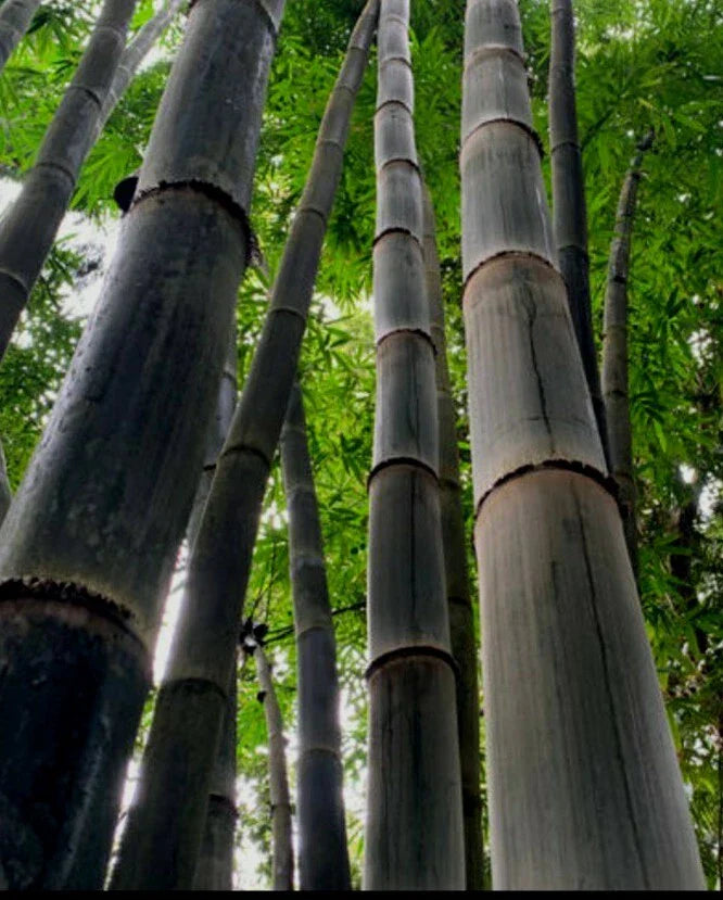 Black Timber Bamboo Rhizome - Nigra Daikokuchiku, California Giant Bare Root Plant