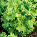 Waldmann's Green Leaf Lettuce Seeds - Organic, Heirloom, Non-GMO - Lactuca sativa for 2025 Planting