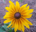 Gloriosa Daisy Seeds | 25 Count | Rudbeckia Hirta | Bee & Butterfly Friendly | Florida Grown