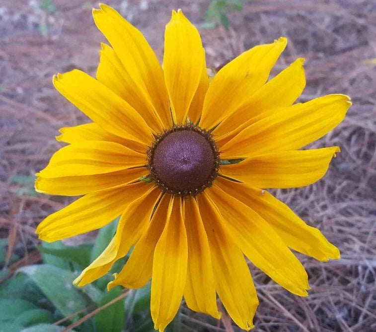 Gloriosa Daisy Seeds | 25 Count | Rudbeckia Hirta | Bee & Butterfly Friendly | Florida Grown