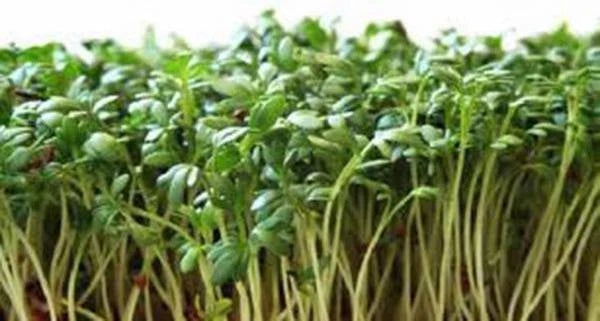 Curled Cress Seed, 100 Seeds, Heirloom Broadleaf Sprouts, Microgreens, Lepidium sativum