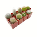 Live Cactus Collection of 9 Real Succulent Indoor Outdoor Plants - Perfect for Home Decor, Gardening, and Gifts