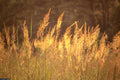 Indian Grass Seeds - Native Prairie Wildflower for Poor Soils - Heat & Cold Tolerant - Sorghastrum nutans