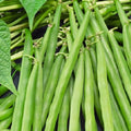 Greencrop Bush Bean Seeds | NON-GMO Heirloom Garden Seeds | Fresh Vegetable Seeds | Phaseolus vulgaris