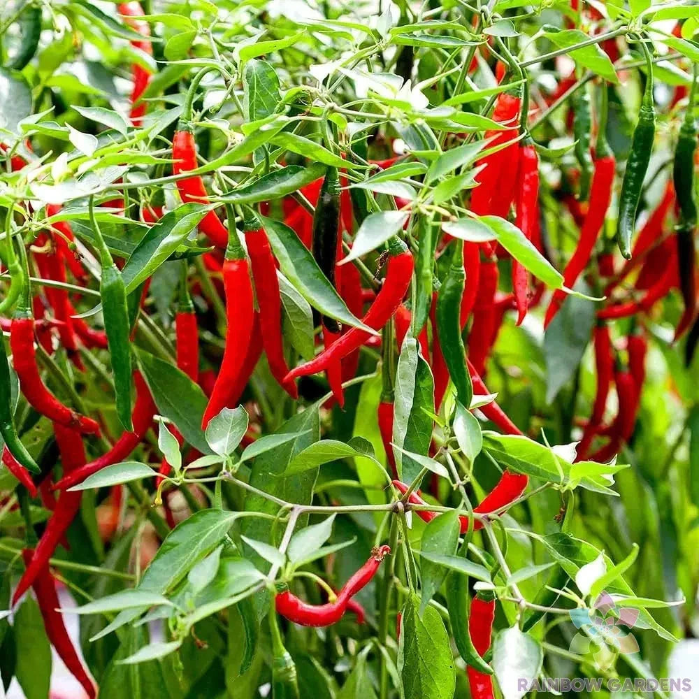 Skyline Red Hot Pepper Seeds - 25+ Pack - Garden Planting - Capsicum annuum - USA