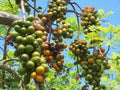 Hog Plum Cuttings 8-10" Jamaican Red Coat Plum Spondias purpurea - Tropical Fruit Plant
