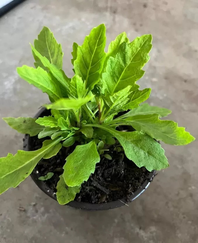 Epazote Herb Plants Live 4" Pots Set of 2 - Dysphania ambrosioides - Mexican Cuisine Herb