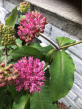 Common Milkweed Seeds for Planting - 100 Seeds - Asclepias syriaca - Native Pollinator Friendly Gardening