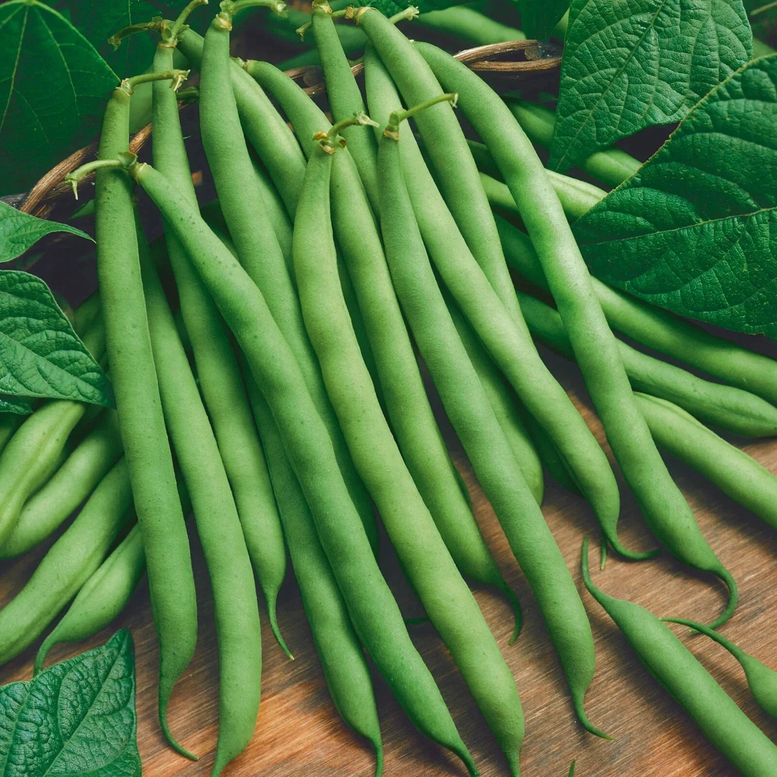 Green Bean Seeds - 5 Pack - Non-GMO Vegetable Seeds - Phaseolus vulgaris - Free USA Shipping