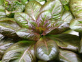 Rouge D'Hiver Lettuce Seeds, Non-GMO Red Romaine, Red Winter Variety, Organic Gardening, Heirloom Seeds