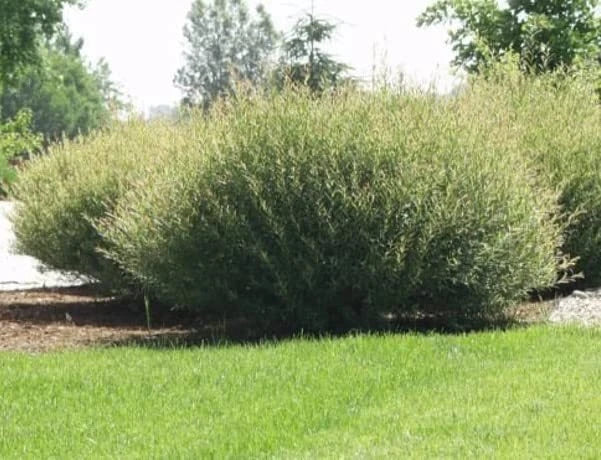 Willow Bush Cuttings for Planting - Low Growing Privacy Hedge, Salix purpurea, Green Foliage, Fast-Growing