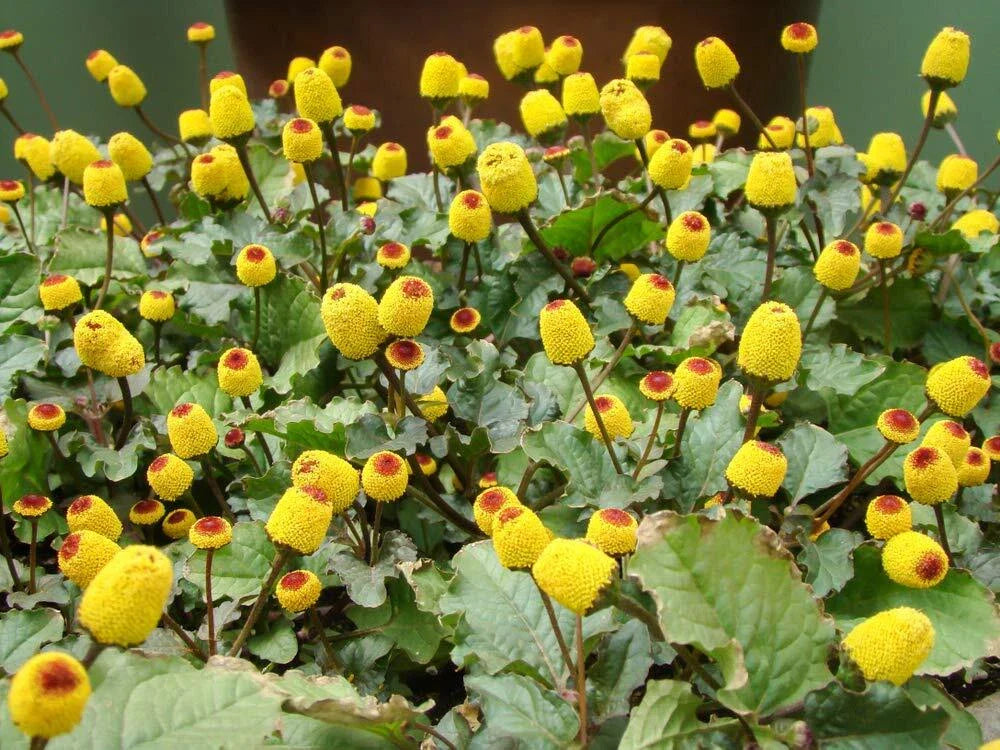 Toothache Plant Seeds - 150+ Seeds - Buzz Button E - Acmella oleracea - Exotic Herb for Garden or Indoor Use