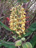 Hawaiian Kahili Butterfly Ginger Live Tuber Root - 2 Large Rhizomes - Hedychium gardnerianum