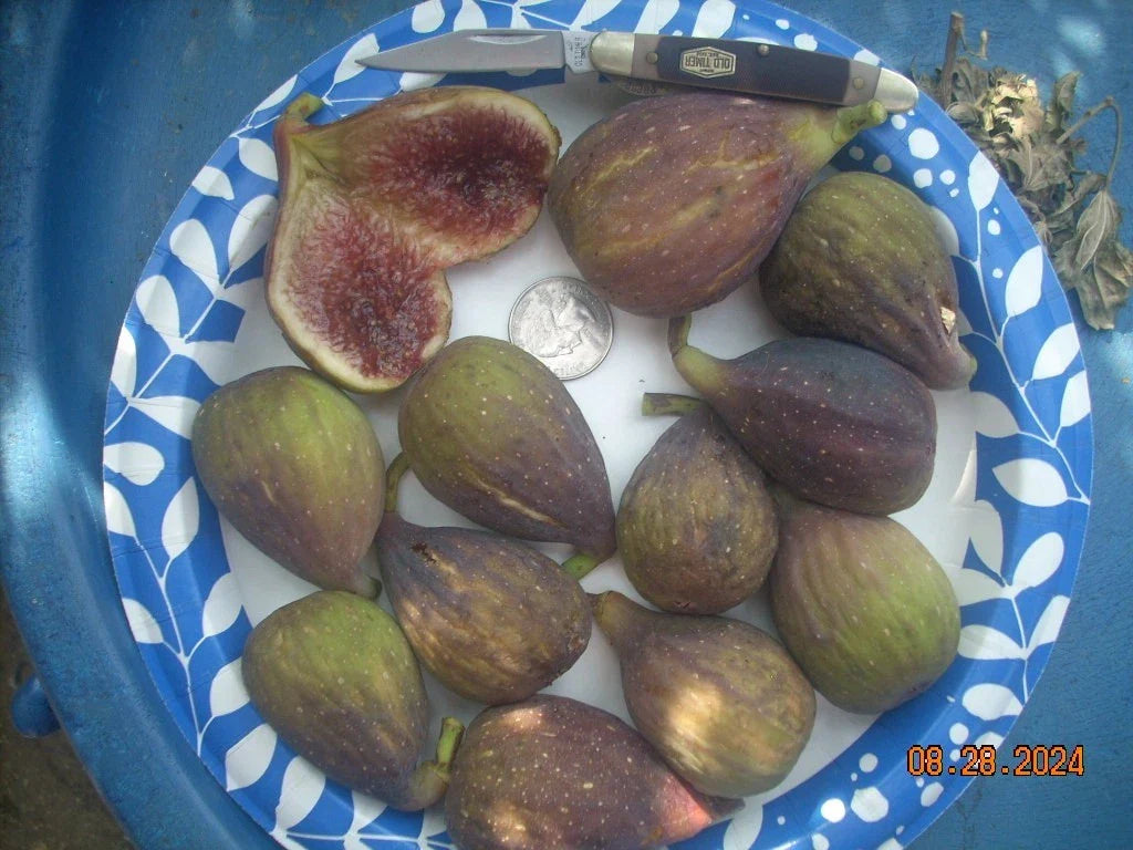 Longue D'Aout Fig Tree Cuttings Set, 5 Pcs, Delicious Large Fruits, Ficus carica