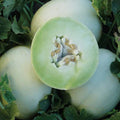 Green Honeydew Melon Seeds | Heirloom Non-GMO Variety | Cucumis melo