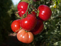 Tomato Seeds - Rutgers Variety - Fresh Heirloom Seeds - Solanum lycopersicum