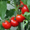 Ace 55 Tomato Seeds - Heirloom, Non-GMO, Fresh - 10+ Pack - Solanum lycopersicum