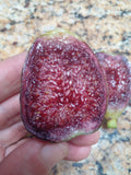Ponte Tresa Fig Tree Cuttings - 2 Premium Cuttings - Delicious Swiss Fig - Ficus carica 'Ponte Tresa'