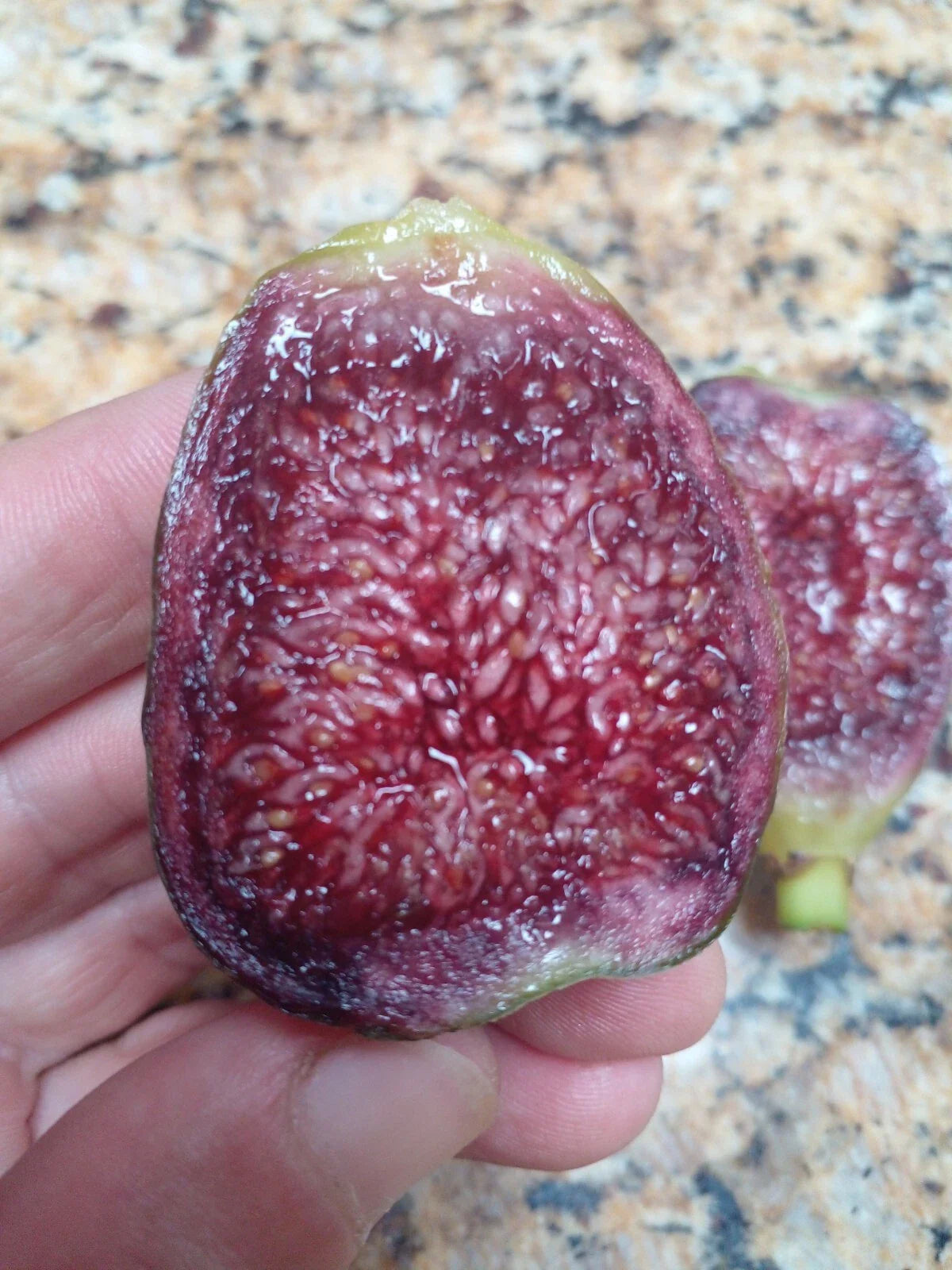 Ponte Tresa Fig Tree Cuttings - 2 Premium Cuttings - Delicious Swiss Fig - Ficus carica 'Ponte Tresa'