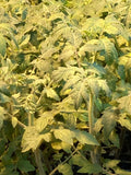 Mortgage Lifter Tomato Live Plants - Lot of 3 - 6 to 10 Inches - Solanum lycopersicum