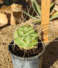 Opuntia Sulphurea Prickly Pear Cactus Pad Cutting - Live Rooted Segment - Unique Succulent Plant for Home Garden