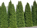 Thuja Tree Seeds - White Cedar Arborvitae (Thuja occidentalis) - Fast Growing Bulk Seeds
