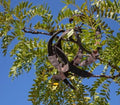 Honey Locust Seeds, 15+ Seeds, Gleditsia triacanthos, Drought-Tolerant, Fast-Growing Tree Seeds for Landscaping