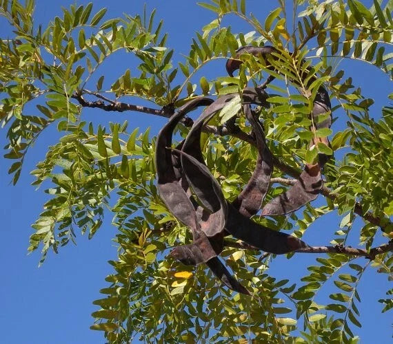 Honey Locust Seeds, 15+ Seeds, Gleditsia triacanthos, Drought-Tolerant, Fast-Growing Tree Seeds for Landscaping