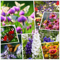 Wildflower Seeds 2 Ounce Perennial Annual Mixed for Planting, Non-GMO Wildflower Seed Blend