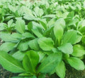 Well-Rooted Live Indian Aster Plant, Kalimeris Indica, 2 Years Old, Malantou Herb, 马兰头