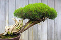 Thuja Evergreen Bonsai Tree Seeds - Western Red Cedar - 30 Seeds - Thuja plicata