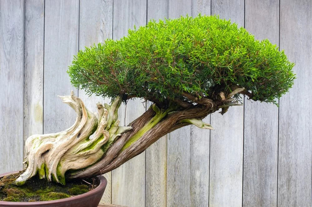 Thuja Evergreen Bonsai Tree Seeds - Western Red Cedar - 30 Seeds - Thuja plicata
