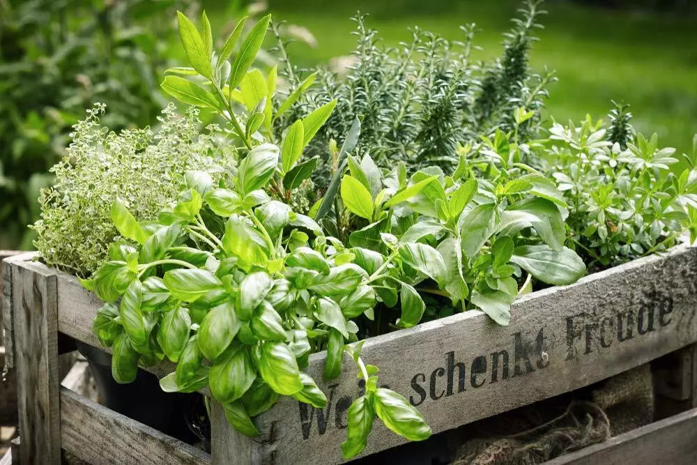 Herb Garden Kit | 5 Pack | Parsley, Oregano, Cilantro, Dill, Thyme | Culinary Herbs