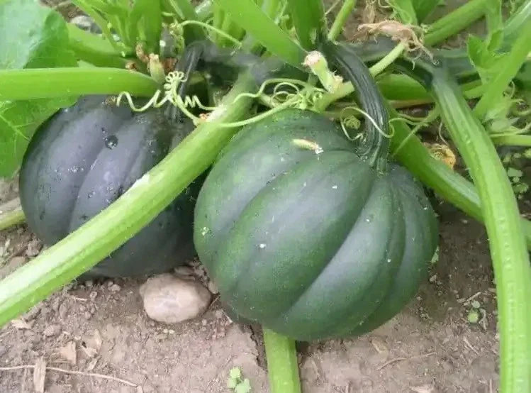 25+ Organic Heirloom Table Queen Acorn Winter Squash Seeds - Non-GMO - Fresh