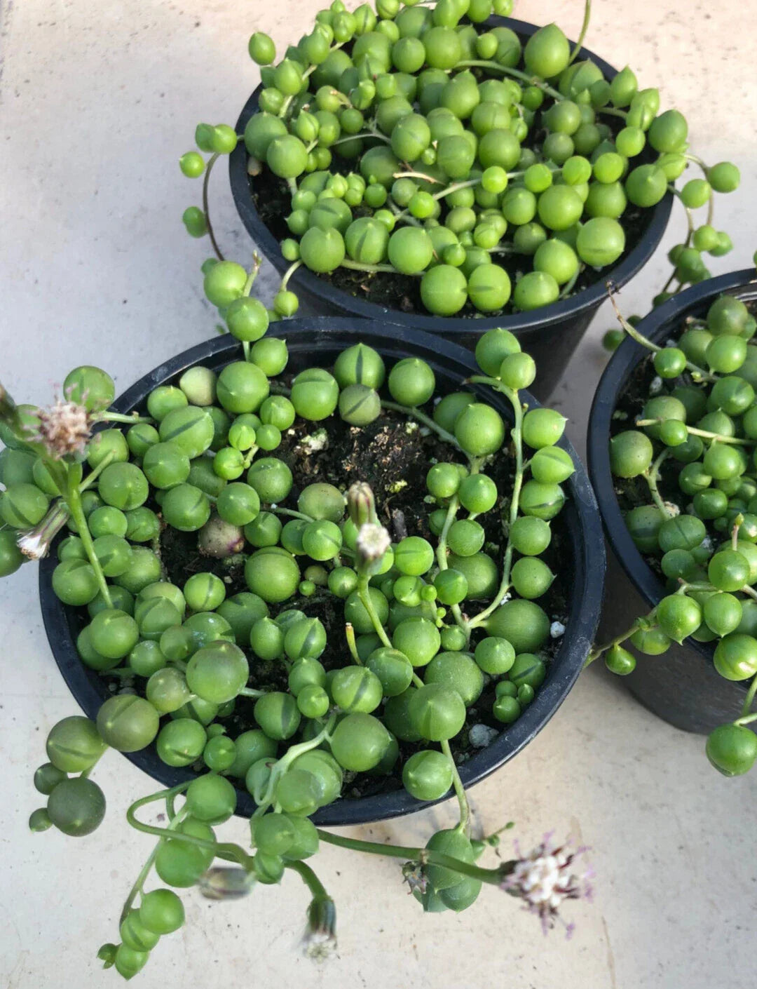 String of Pearls Plant - 2" Diameter Potted - Senecio Rowleyanus - Beautiful Green Succulent
