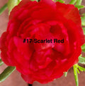 Moss Rose Cuttings - 10 Unrooted Scarlet Red Portulaca Grandiflora
