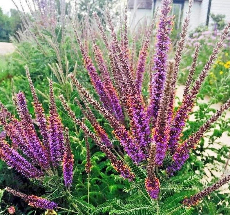 Lead Plant Seeds - 101+ Pack - Native Wildflower for Poor Soils, Drought & Heat Tolerance, Pollinator-Friendly (Amorpha canescens)