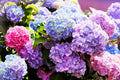 Mixed Color Hydrangea Seeds 50 Seeds Easy to Grow Large Blooms Hydrangea macrophylla