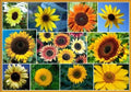 Sunflower Seeds for Planting - Exotic Colors Mix, 100+ Seeds, Helianthus annuus