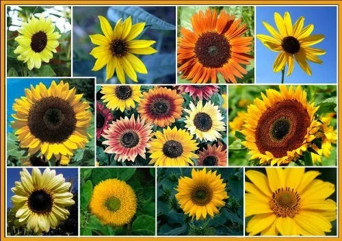 Sunflower Seeds for Planting - Exotic Colors Mix, 100+ Seeds, Helianthus annuus