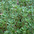 Premium Organic Heirloom Thyme Seeds - Fresh Culinary Herb - Thymus vulgaris - Buy 3 Varieties, 20% Off