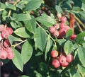 Florida Rose Blueberry Plant - 3 Pack, Edible Rabbiteye, Vaccinium spp., Pink Fruit, Home Garden, Low Chilling Requirement